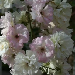 Rosa 'Phyllis Bide' -Deals Green4Ever Store pl2000012865 card3 lg