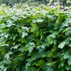 Acer Campestre - Field Maple Hedging -Deals Green4Ever Store pl2000012872 card3 lg