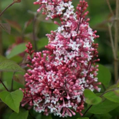 Syringa Pubescens Subsp. Microphylla 'Superba' -Deals Green4Ever Store pl2000012922 card2 lg