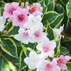 Weigela 'Nana Variegata'