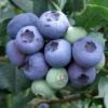 Blueberry 'Duke'