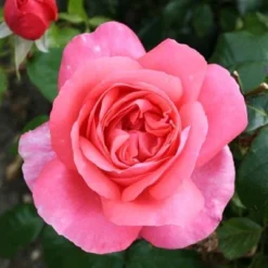 Rosa Special Anniversary ('Whastiluc') (PBR) -Deals Green4Ever Store pl2000013049 card2 lg