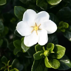 Gardenia Jasminoides 'Kleim's Hardy'