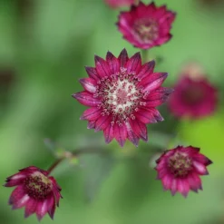 Astrantia 'Hadspen Blood' -Deals Green4Ever Store pl2000013199 card4 lg