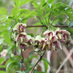 Clematis Napaulensis -Deals Green4Ever Store pl2000013334 card2 lg