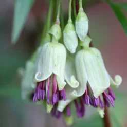 Clematis Napaulensis -Deals Green4Ever Store pl2000013334 card3 lg