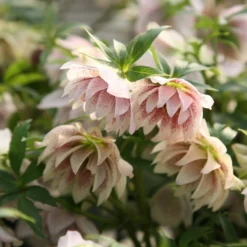Helleborus × Hybridus Harvington Double Lilac Speckled -Deals Green4Ever Store pl2000013337 card2 lg