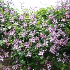 Clematis 'Minuet' -Deals Green4Ever Store pl2000013343 card2 lg