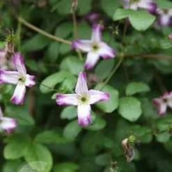 Clematis 'Minuet' -Deals Green4Ever Store pl2000013343 card3 lg