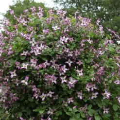 Clematis 'Minuet' -Deals Green4Ever Store pl2000013343 card4 lg