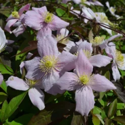 Clematis Montana Var. Rubens 'Odorata'