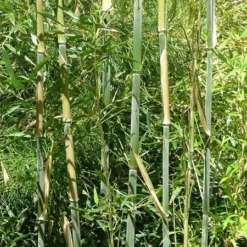 Phyllostachys Bissetii -Deals Green4Ever Store pl2000013346 card2 lg