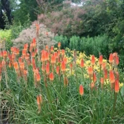 Deals Green4Ever Store -Deals Green4Ever Store pl2000013568 card2 lg