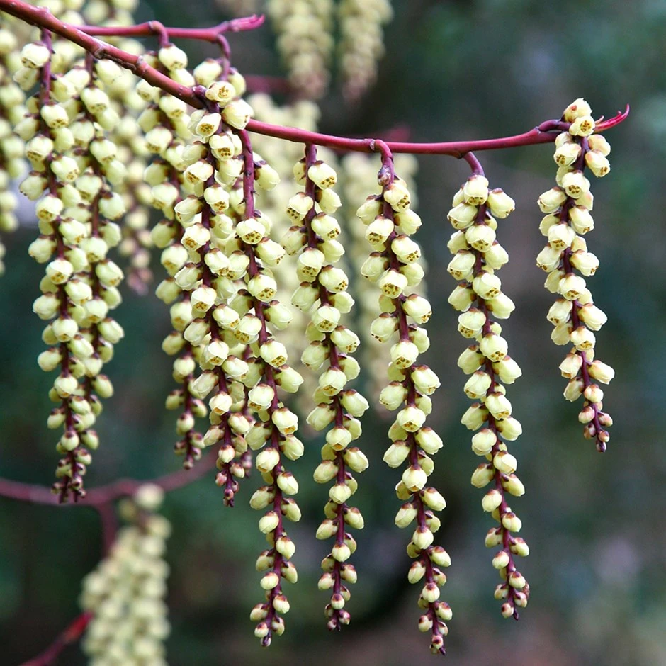 Stachyurus Praecox 1 Stachyurus Praecox