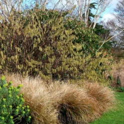 Stachyurus Praecox 4 Stachyurus Praecox -Deals Green4Ever Store pl2000013939 card2 lg