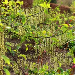 Stachyurus Praecox 5 Stachyurus Praecox -Deals Green4Ever Store pl2000013939 card3 lg