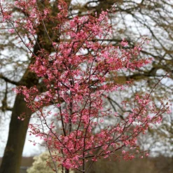 Prunus 'Kursar' -Deals Green4Ever Store pl2000014026 card3 lg