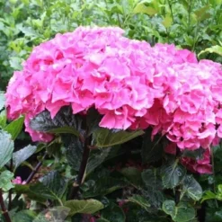 Hydrangea Macrophylla 'Black Steel Zambia' (Black Steel Series) -Deals Green4Ever Store pl2000014389 card2 lg