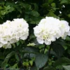 Hydrangea Macrophylla 'Zebra' (PBR) (Black Steel Series)