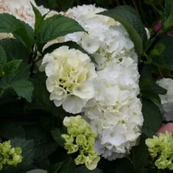 Deals Green4Ever Store -Deals Green4Ever Store pl2000014390 card2 lg