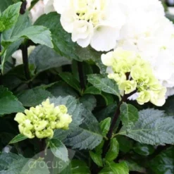 Hydrangea Macrophylla 'Zebra' (PBR) (Black Steel Series) -Deals Green4Ever Store pl2000014390 card3 lg
