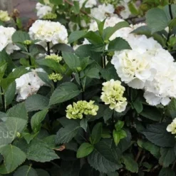 Hydrangea Macrophylla 'Zebra' (PBR) (Black Steel Series) -Deals Green4Ever Store pl2000014390 card4 lg