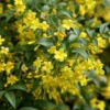 Jasminum Humile 'Revolutum'