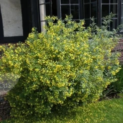 Jasminum Humile 'Revolutum' -Deals Green4Ever Store pl2000014512 card3 lg