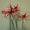 Hippeastrum (Spider Group) 'Sumatra' (PBR)