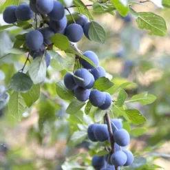 Native Hedgerow Collection -Deals Green4Ever Store pl2000015279 card3 lg