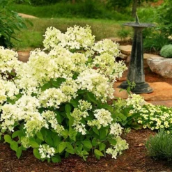 Hydrangea Paniculata 'Bombshell' (PBR) -Deals Green4Ever Store pl2000015639 card2 lg