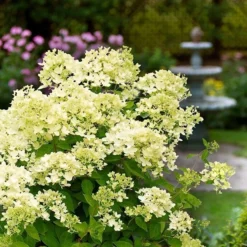 Hydrangea Paniculata 'Bombshell' (PBR) -Deals Green4Ever Store pl2000015639 card3 lg