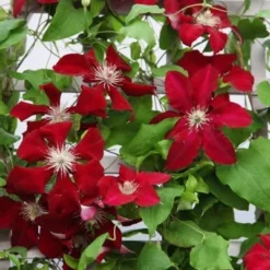 Clematis Rebecca ('Evipo016') (PBR) (Boulevard Series) -Deals Green4Ever Store pl2000015732 card2 lg