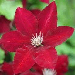 Clematis Rebecca ('Evipo016') (PBR) (Boulevard Series) -Deals Green4Ever Store pl2000015732 card3 lg