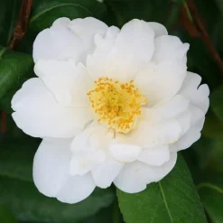 Camellia Japonica 'Silver Anniversary' -Deals Green4Ever Store pl2000015980 card2 lg