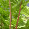 Athyrium Filix-femina Subsp. Angustum F. Rubellum 'Lady In Red'