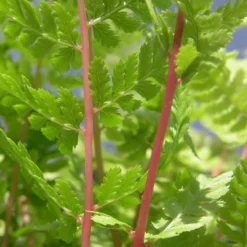 Athyrium Filix-femina Subsp. Angustum F. Rubellum 'Lady In Red'