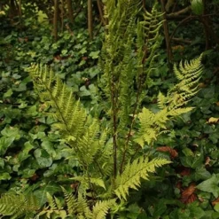 Athyrium Filix-femina Subsp. Angustum F. Rubellum 'Lady In Red' -Deals Green4Ever Store pl2000017257 card3 lg