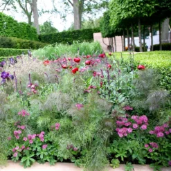 Foeniculum Vulgare 'Purpureum' -Deals Green4Ever Store pl2000017269 card2 lg