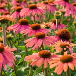 Echinacea 'Summer Cocktail' (PBR) -Deals Green4Ever Store pl2000017281 card2 lg