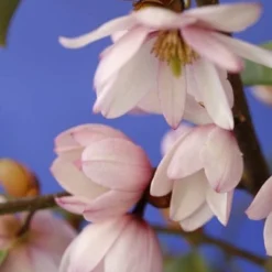 Magnolia Fairy Magnolia Blush ('Micjur01') (PBR) -Deals Green4Ever Store pl2000017453 card2 lg