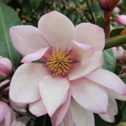 Magnolia Fairy Magnolia Blush ('Micjur01') (PBR) -Deals Green4Ever Store pl2000017453 card4 lg