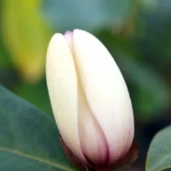 Magnolia Fairy Magnolia Blush ('Micjur01') (PBR) -Deals Green4Ever Store pl2000017453 card6 lg