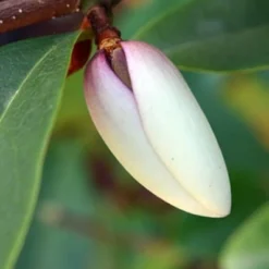 Magnolia Fairy Magnolia Blush ('Micjur01') (PBR) -Deals Green4Ever Store pl2000017453 card7 lg