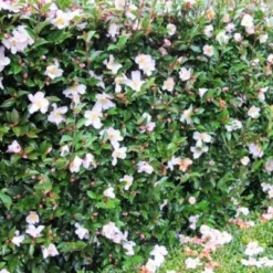 Magnolia Fairy Magnolia Blush ('Micjur01') (PBR) -Deals Green4Ever Store pl2000017453 card8 lg