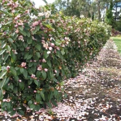 Magnolia Fairy Magnolia Blush ('Micjur01') (PBR) -Deals Green4Ever Store pl2000017453 card9 lg