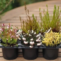 Heather Collection (6 Mixed Heathers) -Deals Green4Ever Store pl2000017456 card2 lg