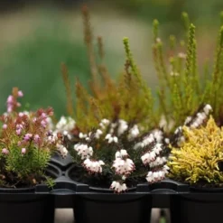 Heather Collection (6 Mixed Heathers) -Deals Green4Ever Store pl2000017456 card3 lg