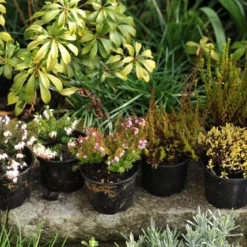 Heather Collection (6 Mixed Heathers) -Deals Green4Ever Store pl2000017456 card4 lg