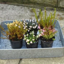 Heather Collection (6 Mixed Heathers) -Deals Green4Ever Store pl2000017456 card5 lg